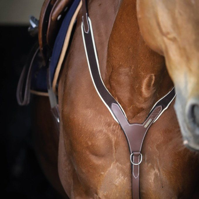 Collier de chasse élastique + martingale