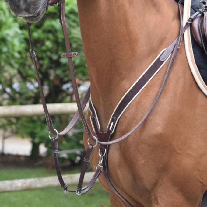 Collier de chasse élastique + martingale